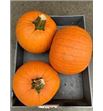 Calabaza maxima x3 - CALNARXL