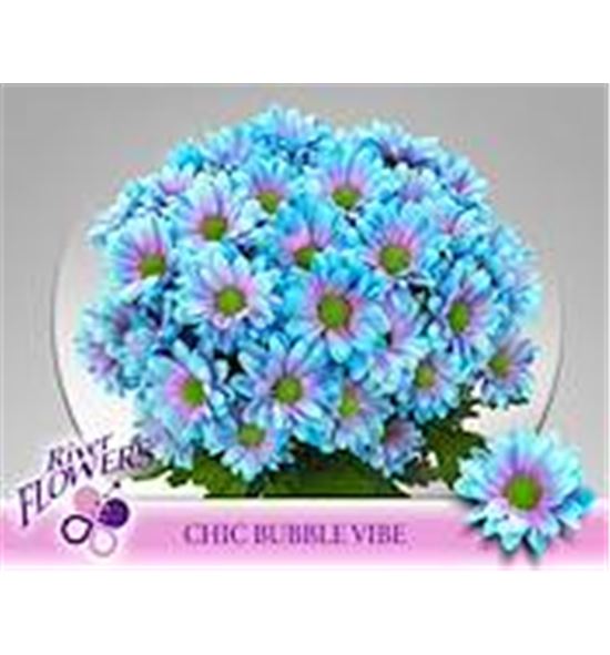 Marg hol teñida azul/lila - MHTENBLULIL