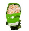 Rosa ecu felicity 70 - REFEL