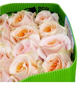Rosa ecu felicity 70 - REFEL