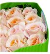 Rosa ecu felicity 70 - REFEL1