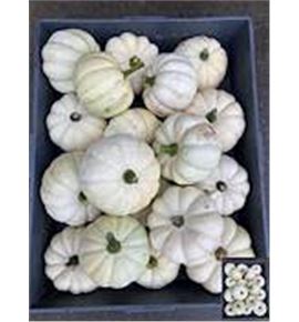 Calabaza baby boo x18 - CALBABBOO18