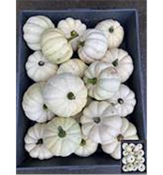 Calabaza baby boo x18 - CALBABBOO18