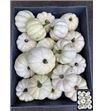 Calabaza baby boo x18 - CALBABBOO18