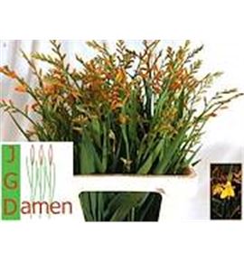 Crocosmia george davivson 55 - CROGEODAV55