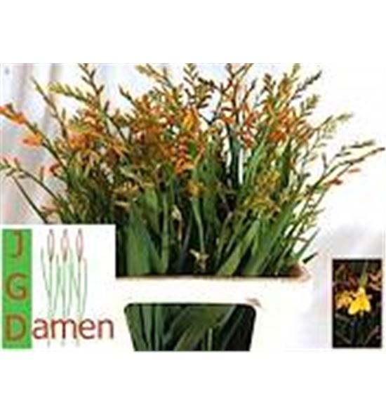 Crocosmia george davivson 55 - CROGEODAV55
