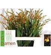 Crocosmia george davivson 55 - CROGEODAV55