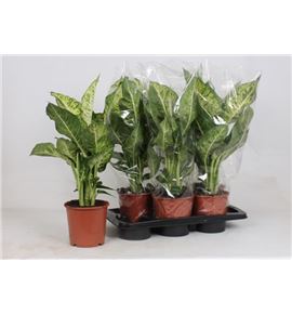 Pl. dieffenbachia mars 55cm x6 - DIEMAR61760