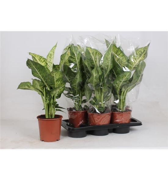 Pl. dieffenbachia mars 55cm x6 - DIEMAR61760