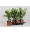 Pl. dieffenbachia mars 55cm x6 - DIEMAR61760