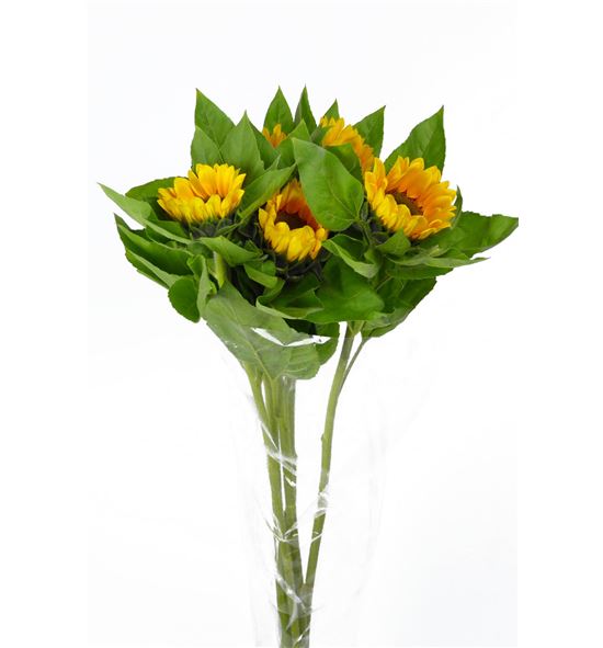 Girasol primera - GIR