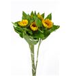 Girasol primera - GIR