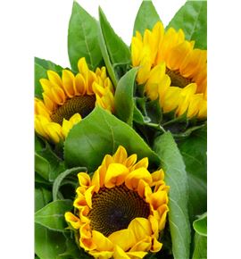 Girasol primera - GIR