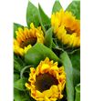 Girasol primera - GIR1