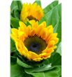 Girasol primera - GIR2