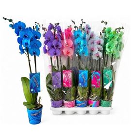 Pl. phalaenopsis tintada mixta 2t 85cm x10 - PHATINMIX10128