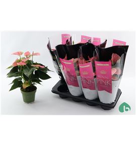 Pl. anthurium sweet dream x8 45cm - ANTSWEDRE81445