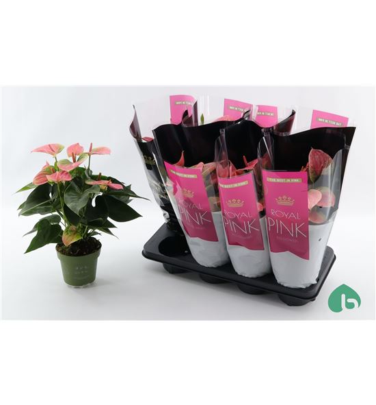Pl. anthurium sweet dream x8 45cm - ANTSWEDRE81445