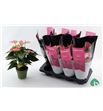 Pl. anthurium sweet dream x8 45cm - ANTSWEDRE81445