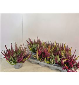 Pl. calluna nova mixta 25cm x8 - CALNOVMIX81325