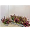 Pl. calluna nova mixta 25cm x8 - CALNOVMIX81325