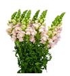 Antirrino antibes pink 80 - ANTANTPIN