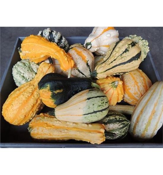 Calabaza maya mix x40 - CALMAYMIX20