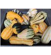 Calabaza maya mix x40 - CALMAYMIX20