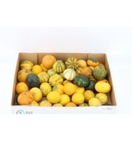 Calabaza cucurbuta pepo x30 - CALCURPEP30