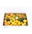 Calabaza cucurbuta pepo x30 - CALCURPEP30