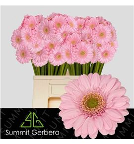 Gerb mini myla 50 - GERMMYL50