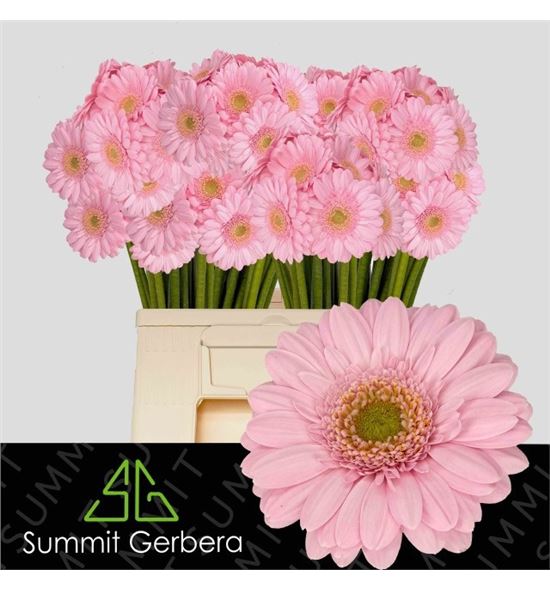 Gerb mini myla 50 - GERMMYL50