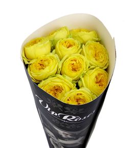 Rosa hol catalina 60 - RGRCATA