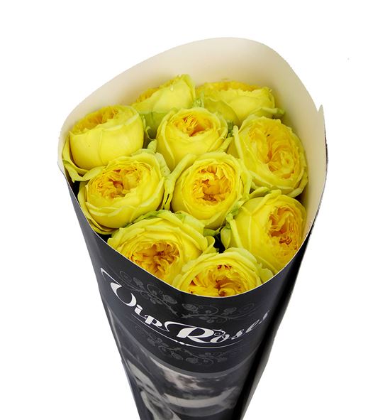 Rosa hol catalina 60 - RGRCATA