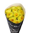 Rosa hol catalina 60 - RGRCATA