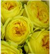 Rosa hol catalina 60 - RGRCATA1