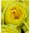 Rosa hol catalina 60 - RGRCATA2
