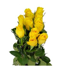 Rosa hol. goldfinch 70 - RGRGOLD