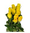 Rosa hol. goldfinch 70 - RGRGOLD
