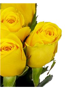 Rosa hol. goldfinch 70 - RGRGOLD