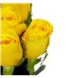 Rosa hol. goldfinch 70 - RGRGOLD1