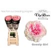 Rosa hol gossip girl 60 - RGRGOSGIR