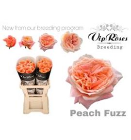 Rosa hol peach fuzz 70 - RGRPAEFUZ70
