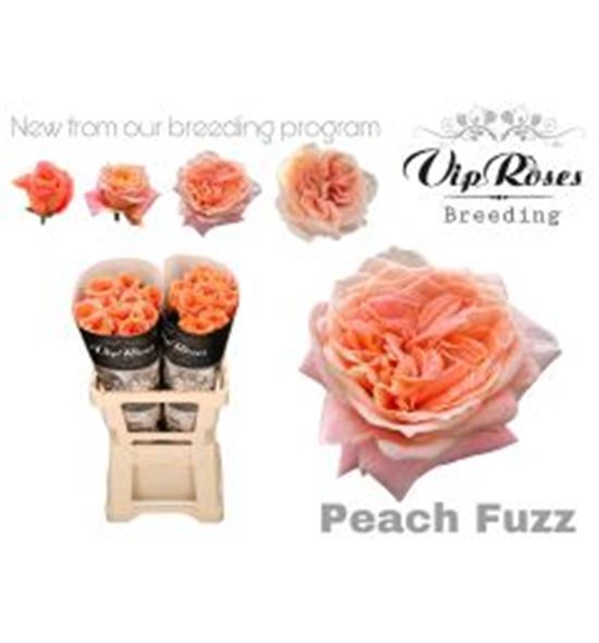 Rosa hol peach fuzz 70 - RGRPAEFUZ70