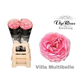 Rosa hol villa multibel 60 - RGRVILMUL