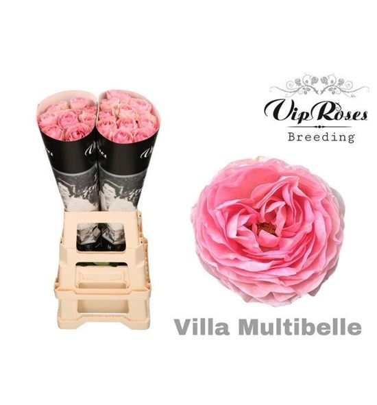 Rosa hol villa multibel 60 - RGRVILMUL