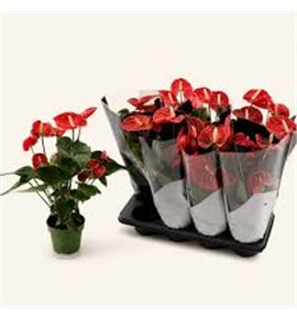 Pl. anthurium esudo x10 43cm - ANTESU101243