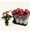 Pl. anthurium esudo x10 43cm - ANTESU101243