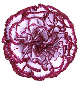 Clavel fancy blanco granate - 0CLAFCYBLAGRA