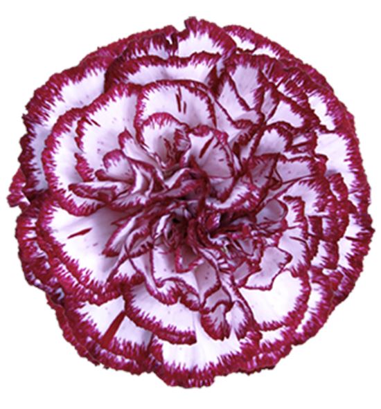 Clavel fancy blanco granate - 0CLAFCYBLAGRA